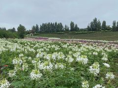 -紫颐香薰山谷景区