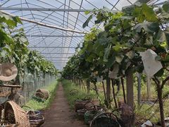 -马陆小张葡萄园农家乐