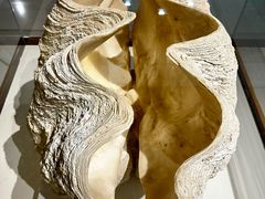 -青岛贝壳博物馆