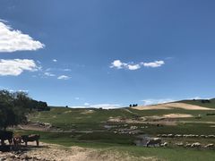 -乌兰布统景区-白桦林