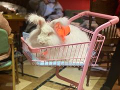 -猫色咖啡·猫咖