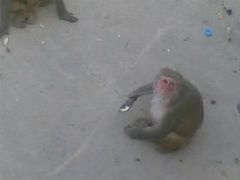 -西安秦岭野生动物园