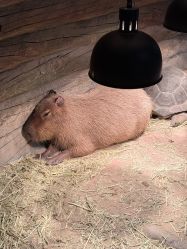 -Zoolung Zoolung动物主题公园(海信广场店)