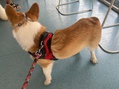 -西安京西宠物医院·瘫痪·疑难杂症