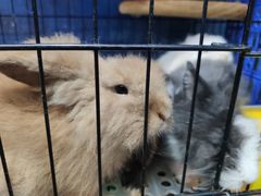 -桂林市花鸟市场