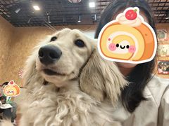 -和它·交个朋友·狗咖猫咖(爱琴海店)