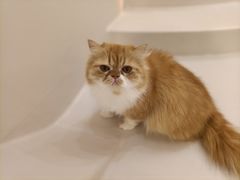 -More Fun猫咖 二十只万元加菲主题