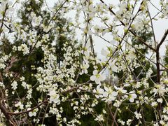 -北京西山国家森林公园