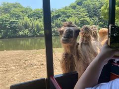 -杭州野生动物世界