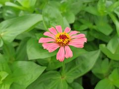 -大宁郁金香公园-停车场