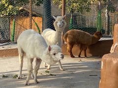 -森波拉奇妙世界