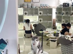 -lincat·猫舍(广州店)