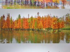 -白鹭湾湿地公园