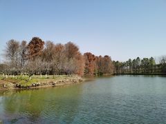 -上海海湾国家森林公园