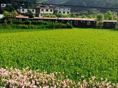 -武陵山森林公园