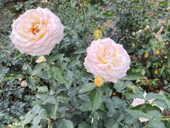 -人民公园(罗湖区)