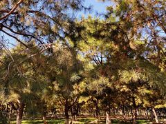 -大兴滨河森林公园