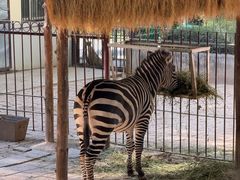 -青藏高原野生动物园
