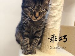 -浣熊柯尔鸭土拨鼠·电玩咖