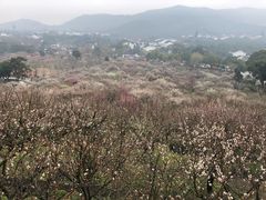 -香雪海
