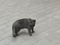 -西安大兴善寺