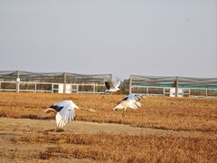 -盐城丹顶鹤湿地生态旅游区