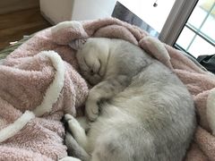-瑞鹏宠物医院·骨科·猫科·内科(第一中心)