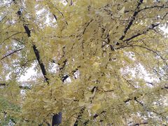 -三里屯东五街银杏大道