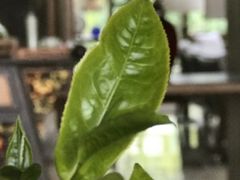 -大可堂普洱茶馆(襄阳南路馆)