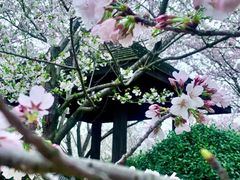 -顾村公园
