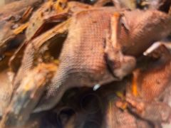 -张鸭子重庆特产卤味小吃(未来国际店)