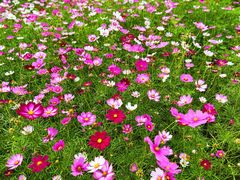 -三亚南山文化旅游区