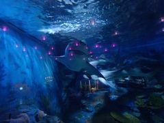 -烟台海昌鲸鲨海洋公园