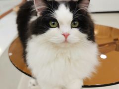 -共舞时光猫咖·狗咖(新街口店)