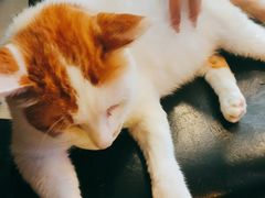 -平行世界·猫咖(首经贸店)