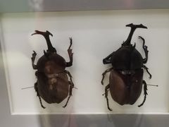 -上海昆虫博物馆