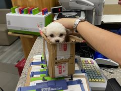 -爱侣宠医·鹦鹉专科·小型哺乳类·异宠专科(灵石路店)