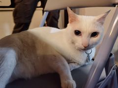 -Doors独立剧情密室(东门分店)