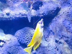 -太平洋海底世界