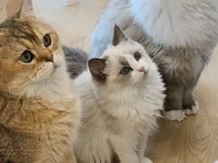 -有喵·猫咖·狗咖·30几只猫10只小狗(岗厦店)