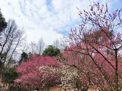 -杭州植物园