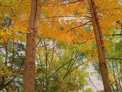 -上海佘山国家森林公园西佘山园