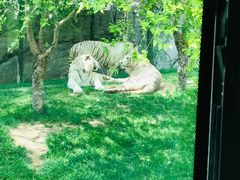 -北京野生动物园