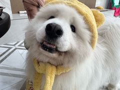 -星多哈·狗咖·拼豆·咖啡