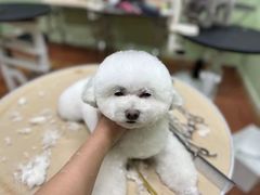 -鑫艺宠物美容培训学校