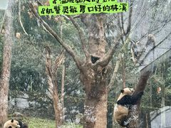 -都江堰中华大熊猫苑