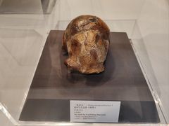 -北京周口店北京人遗址博物馆