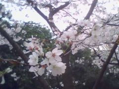 -武汉大学-樱园