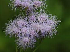 -上海吴淞炮台湾国家湿地公园