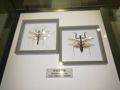 -上海昆虫博物馆